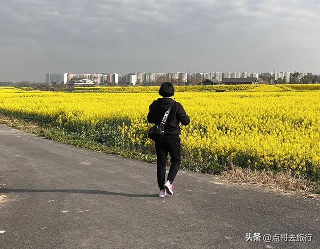 成都城区最大的油菜花田，2000亩铺天盖地般壮美，视觉非常震撼！