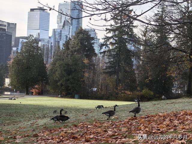 温哥华游记（四）