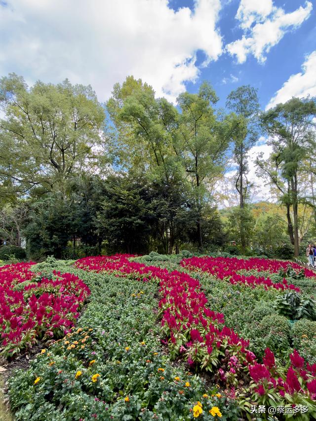 重阳节，上海赏秋之美