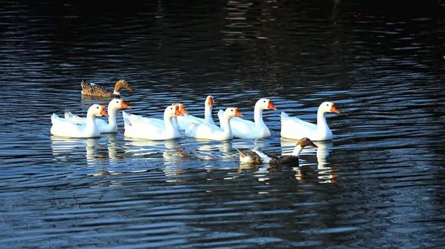 淮阳森林公园 · 梅园——花开正浓，香气四溢