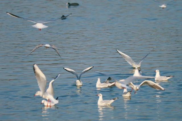 天鹅湖冬日最灵动的乐章：天鹅悠然游弋，红嘴鸥凌空飞舞