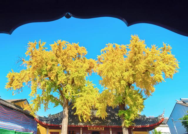 银杏鎏金，满城秋意关不住