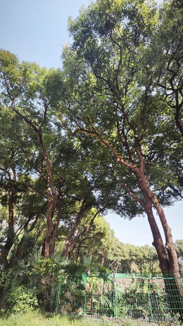 跟随树友们逛中国第一座现代植物园——浙大植物园