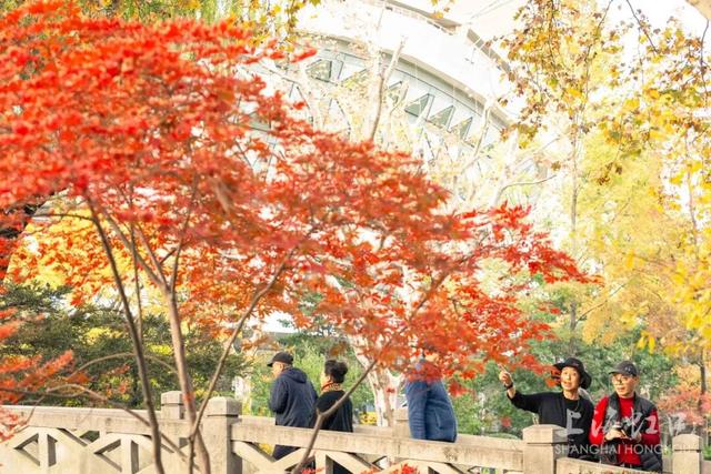 鲁迅公园枫叶红了！红黄青绿交织秋意浓~超出片