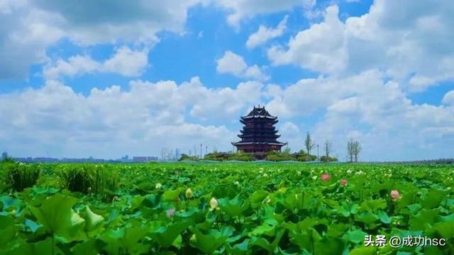 莲 雾 漫 阶