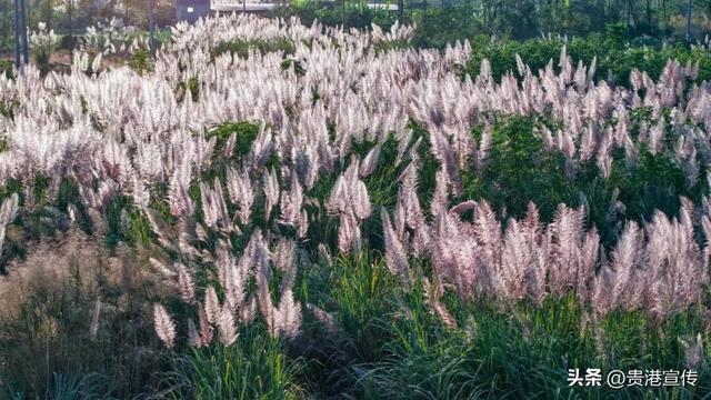 不必去远方，贵港此地就藏着一片诗意芦苇荡