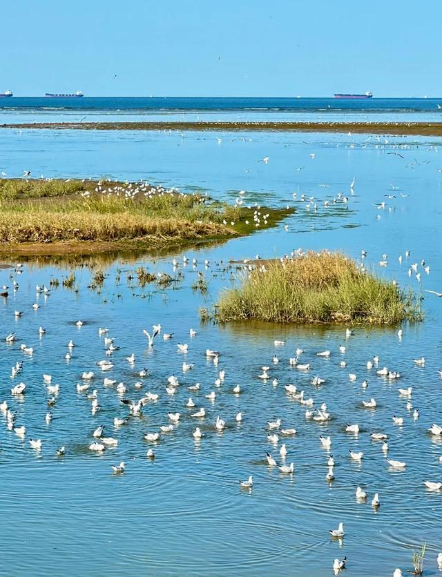 来北戴河必打卡！鸽子窝公园的浪漫全攻略
