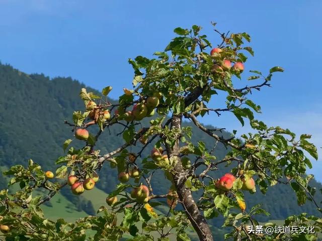 瑞士龙疆小镇【原创】:原铁十师:陶玉和