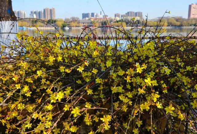 济南的春天，从一抹金黄开始！