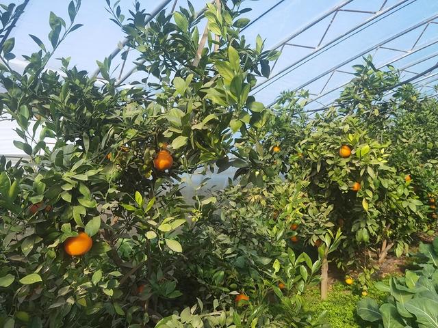 郑州公交“采摘号”路线焕新 解锁“南果北种+萌宠互动”新体验