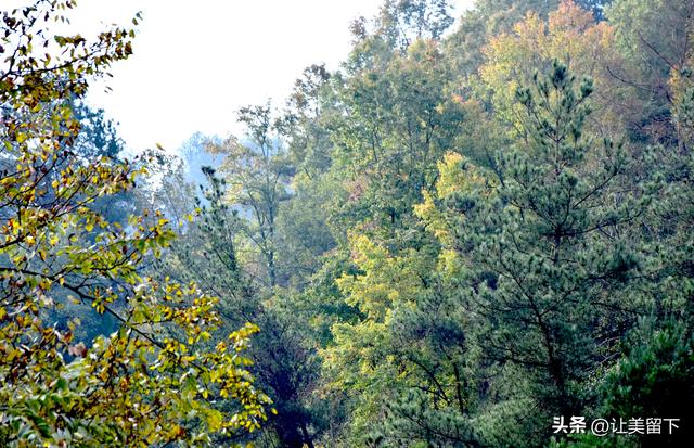 贵州贵阳乌当区的柿子和彩林，体验初冬之韵