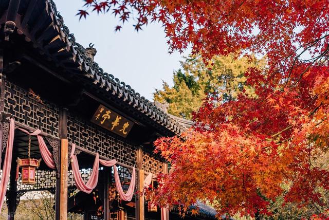 南京的秋藏不住了！8大免费秘境，本地人都私藏
