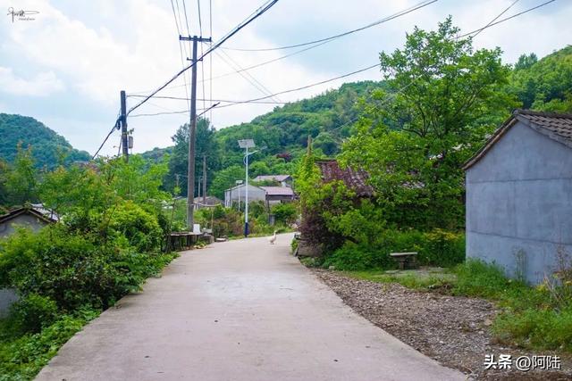 历经艰辛来到金庭观遗址，却只见一棵老树婆娑，新昌文旅赔我油钱