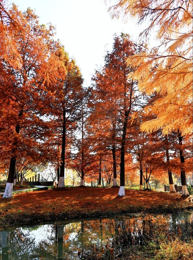 上海赏秋全攻略:12处宝藏地+4条Citywalk,承包申城的金色浪漫。