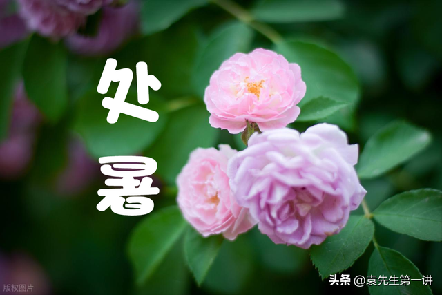 不是迷信！明日处暑，记得：1不供、2不出、3不穿、4不吃，早了解