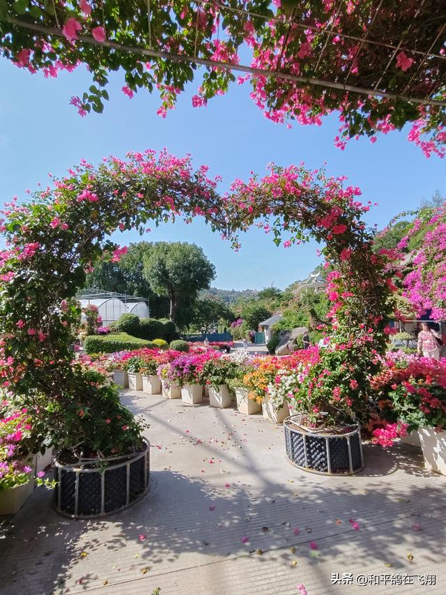 厦门植物园：邂逅自然的绮梦