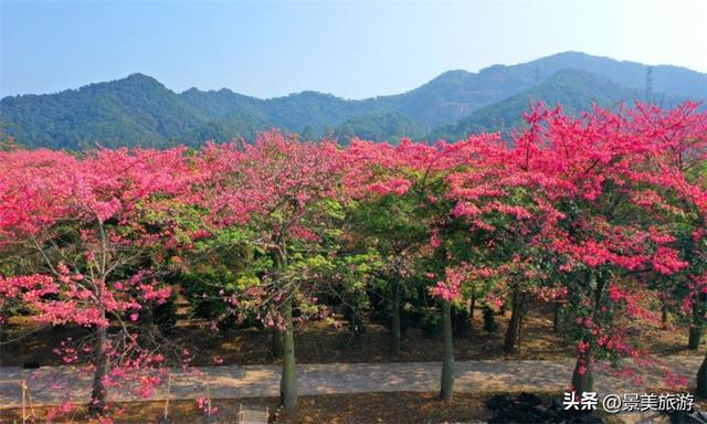 三星增辉南山月，三马拉动秋冬游，三水南山上演不落幕的文旅盛宴