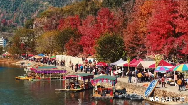 温州此处红枫古道枫红浓度已达100%!错过要落叶了!