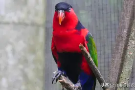 2025年新开放的鹦鹉名单，哪种鹦鹉适合您？图片