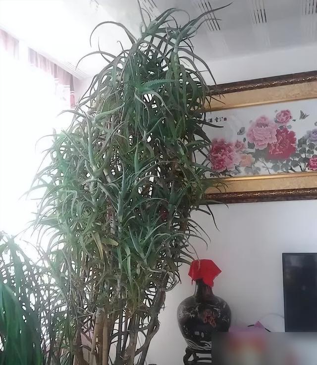 辽宁一阿姨，因“养出芦荟大树”而走红，比人还高大，太壮观了