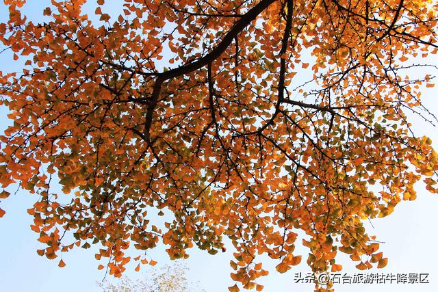 深秋牯牛降：携家共赴的诗意