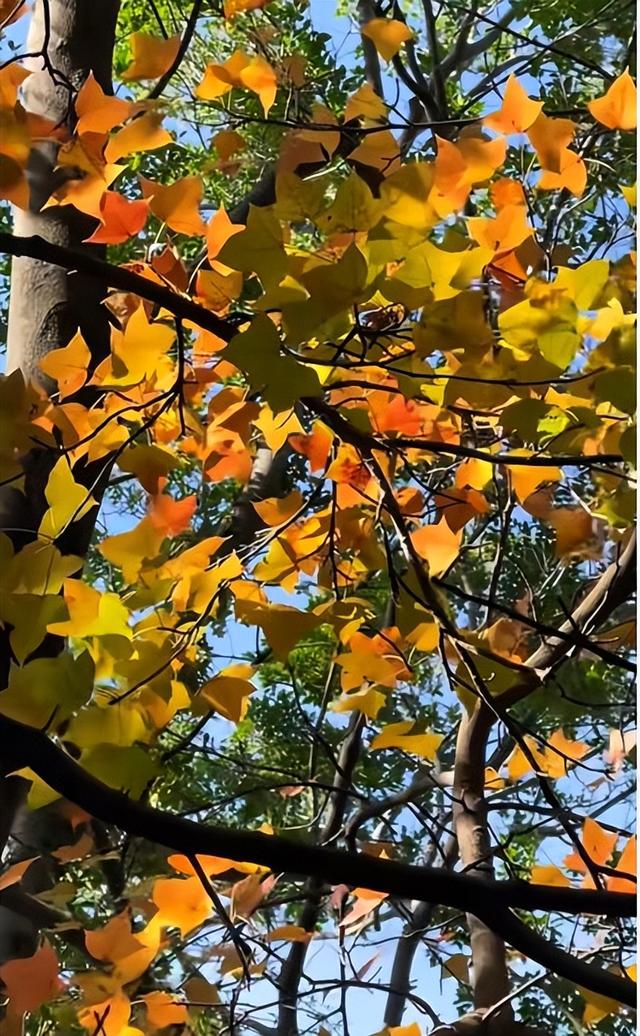 清源山上的枫树叶子红了