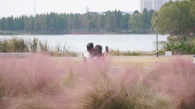 花叶染金秋 满城诗意美如画