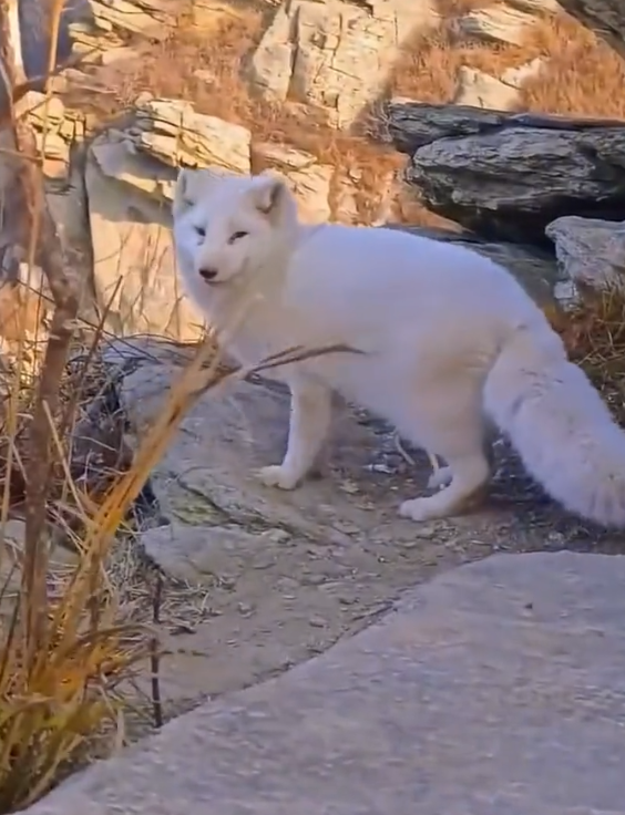 山东烟台，磁山惊现“白狐仙子”，网友：像从神话里走出来的精灵