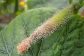 农药怎么用才科学？教你对症下药，轻松解决庄稼问题图片