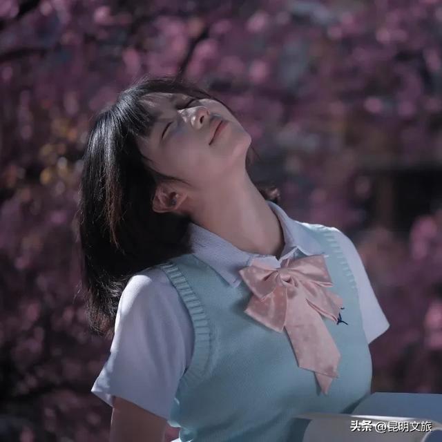 美炸!美炸!全国裹貂我赏樱!昆明最全冬樱赏花攻略来了,周末快冲~