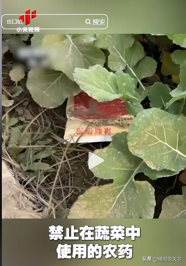 央视曝光毒红薯！商户主动投毒，流窜至全国多地，背后利益链曝光