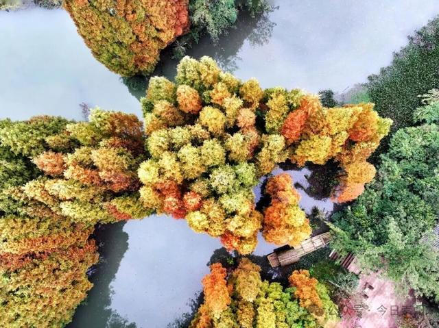 “杉杉”来了！崇州免门票小众宝藏秘境