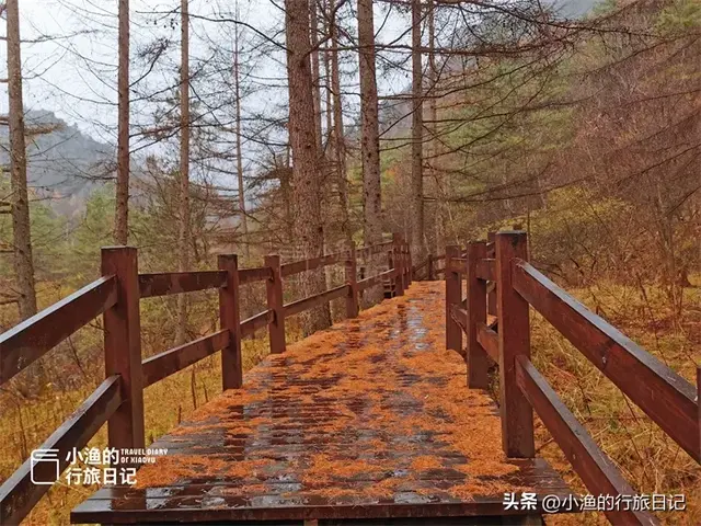 陕南秦岭自驾，这条赏秋秘境小环线，色彩浓度超标！太过瘾