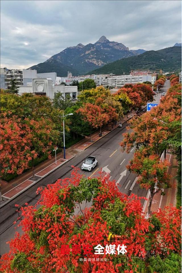 栾树花开迎秋至 满城金色入诗情