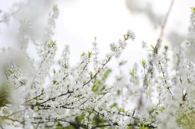 全部免费！成都春日赏花攻略来了，梨花、桃花、李花都开好了！