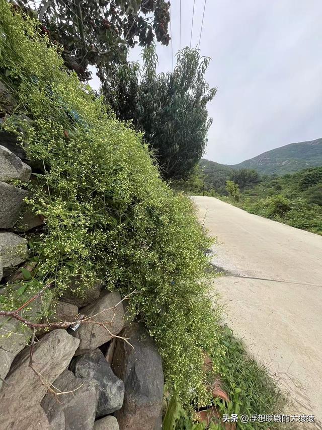 在邹平上回村可以攀爬摩诃峰，但俺没爬，俺买了农家菜打了山泉水