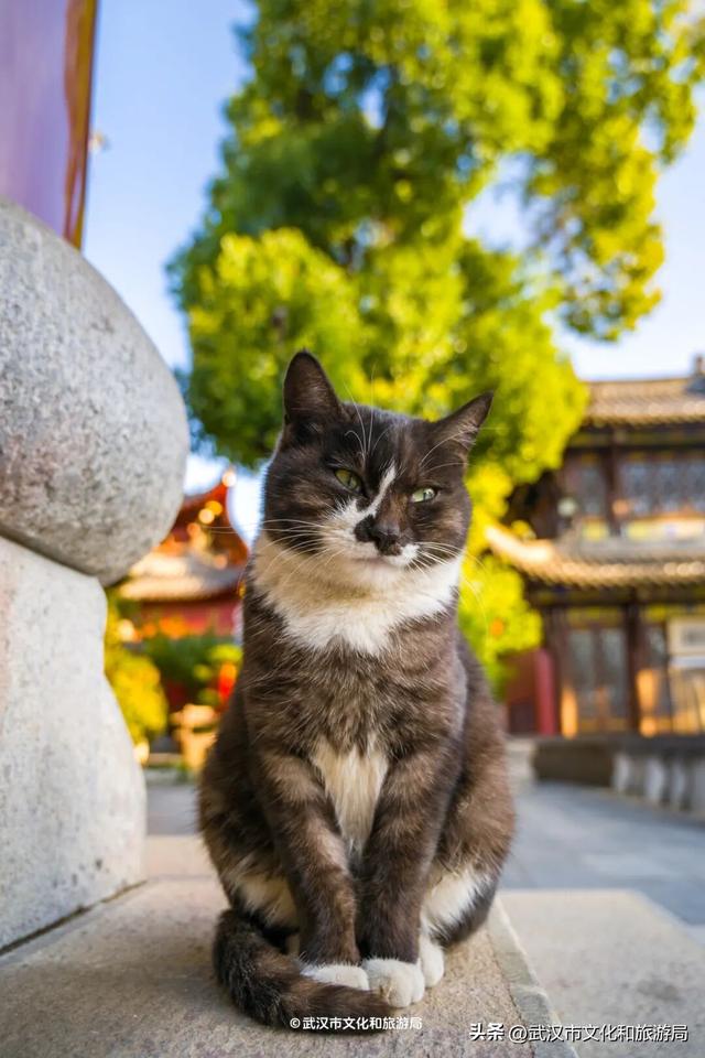 限时绝美！武汉街头颜值巅峰，地铁直达