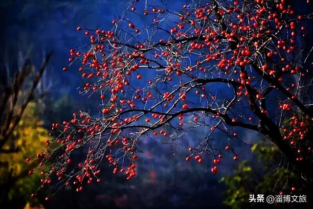 柿子熟了！淄博这些“柿”情画意，超出片！