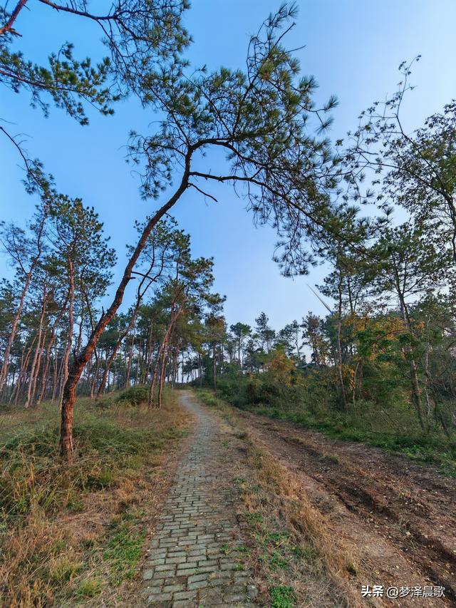 应城：有名店林场林荫步道 让你邂逅四季生态画卷