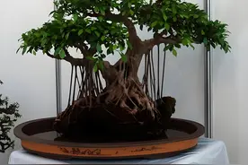 世界最美盆栽——榕树图片
