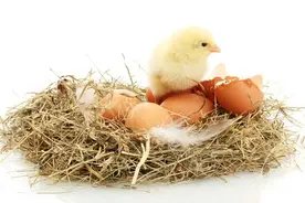 如何判断鸡蛋能孵化出小鸡？快来掌握这些技巧！图片