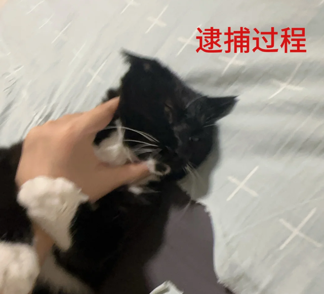 妹子吐槽床单质量不好，没用多久就破洞，网友笑疯：问问你家猫？