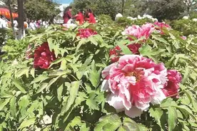 长春牡丹园最新消息图片