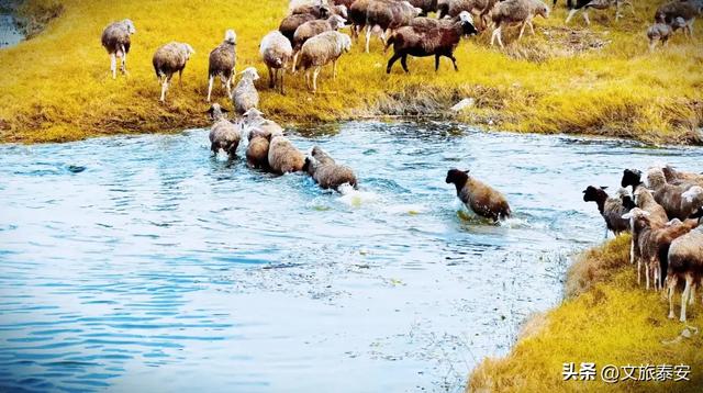 -10°C也拦不住！被窝里哪有马背上潇洒？小泰成功解锁泰安冬季最野玩法！