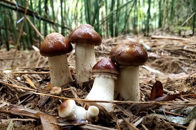 从竹海徒步，到舌尖蹦迪！“厨师之乡”的终极吃货地图请收好