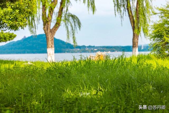 武汉的夏天，有多热就有多美！东湖听雨感受一场“风雅集”