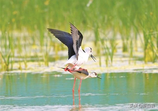 黄土高原的“江南秘境”——侯家川齐靳湿地生态掠影