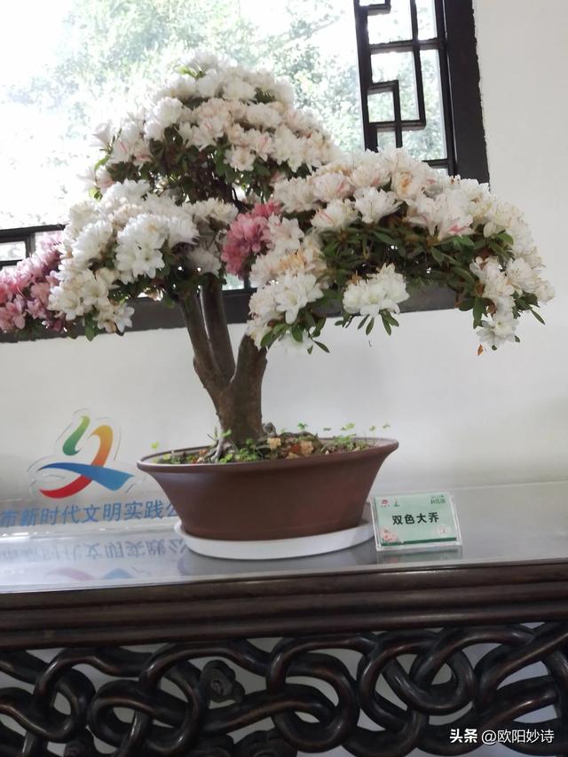 我和老公去上海“方塔公园”玩,没想到路上又捡了“醉白池公园”