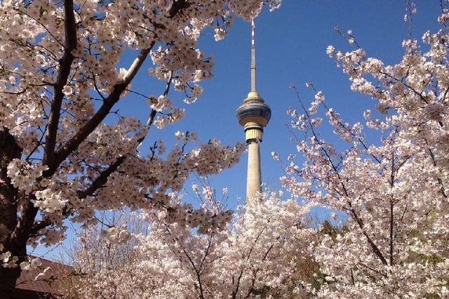 北京玉渊潭公园 樱花漫舞的诗意秘境