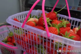 盐湖区：草莓上市热销 带动周末就近采摘游图片